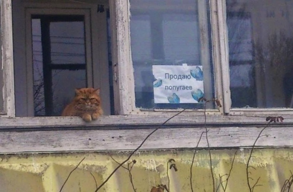 Лучшие маразмы и курьезы июня: 2014-07-04 12:19:20 - прочитайте