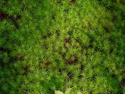 Подгузники из мха придумали в России