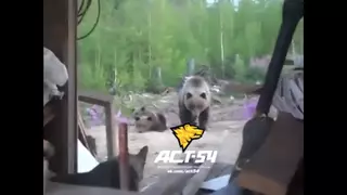 Рабочие сняли на видео собственную смерть от лап медведицы