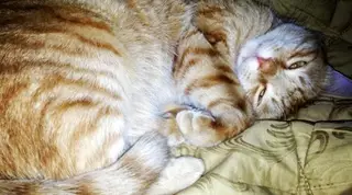 11 тигриных повадок вашей кошки