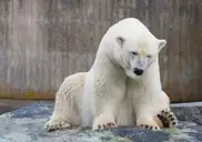 За спасение "самого грустного медведя в мире" выступили 300 тысяч человек