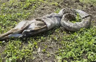 Питон целиком проглотил антилопу