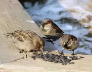 В Павлодаре обеспокоились исчезновением воробьев