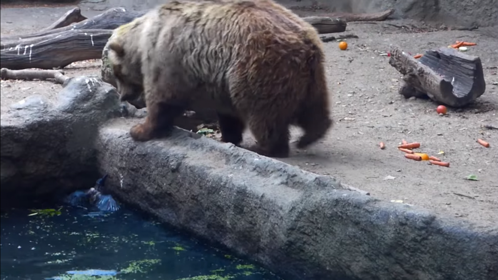 Медведь спас от смерти тонувшую ворону: 2014-08-02 09:31:19 - прочитайте