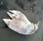 Учитель физкультуры нашел двухголового дельфина