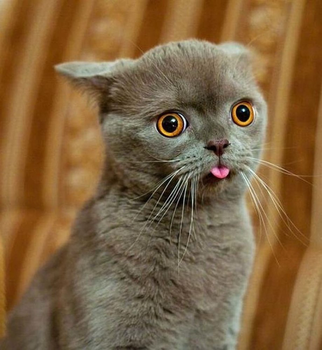 Животные, которые хотели бы удалить свои фото: 2014-08-14 15:56:37 - прочитайте