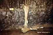 В Красноярске в подвале частного дома найдена кость мамонта