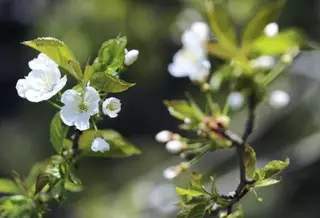 В Кокшетау зацвели яблони