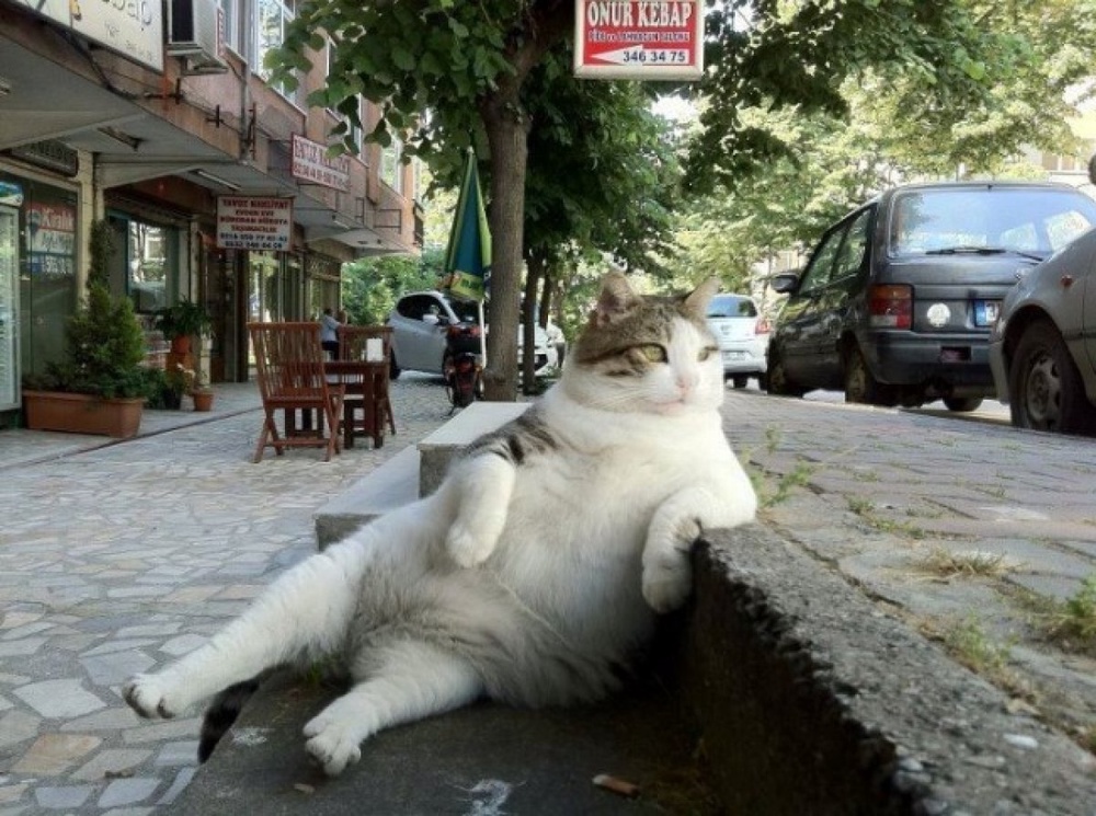 Секреты успешности котов: 2014-09-09 15:24:49 - прочитайте