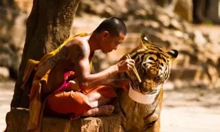 Постигая дзен