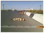 Собака целый день охраняет сбитую машиной дворняжку в Уральске