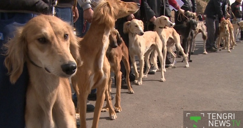 Смотр тазы. Скриншот видео TengrinewsTV