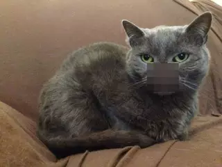 "Вампирский" кот стал звездой Интернета