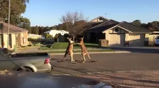 "Мужские разборки" кенгуру в Австралии