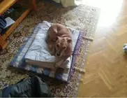 Собаку зараженной вирусом Эбола испанки пытаются спасти от убийства