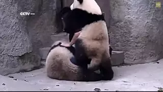 Как панды принимают лекарство