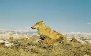 Киновед назвала лучшие казахстанские фильмы