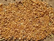 Закупочные цены на зерно увеличены в Казахстане