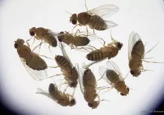 Мухи снова совершают полет в космос на российском корабле