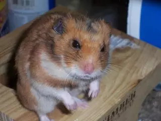 Хомяк сжег дом своих хозяев в Великобритании