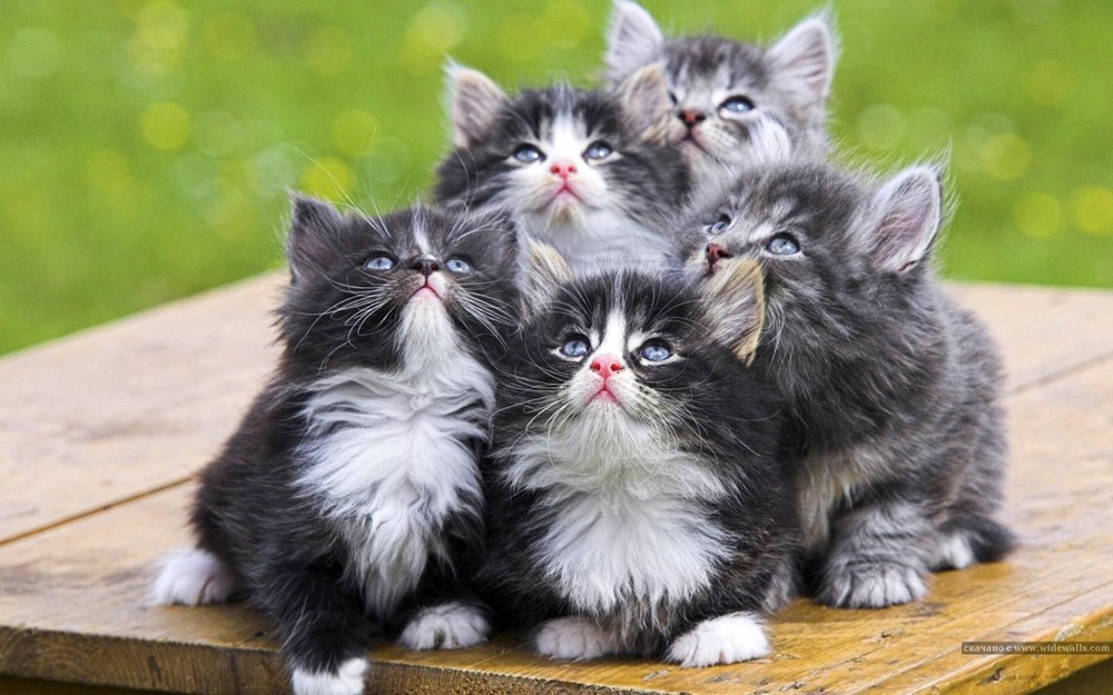 Чудо-котята, моментально снимающие стресс: 2014-11-20 05:21:11 - прочитайте