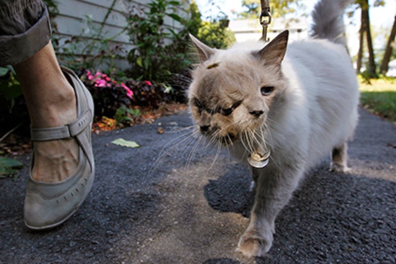 Двумордый кот. AP