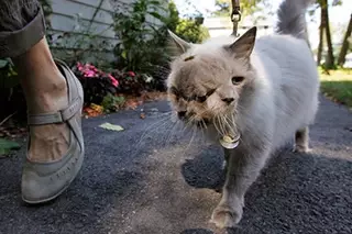 Двумордый кот умер в США