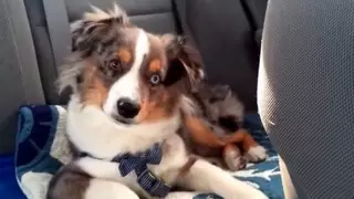 Щенок "подпевает" любимой песне