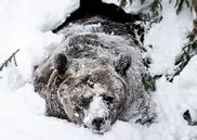 Сбивший медведя машинист не мог спугнуть зверя с путей из-за технеполадки