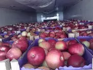 Около 60 тонн яблок и груш задержал Россельхознадзор за 3 дня на границе с Казахстаном