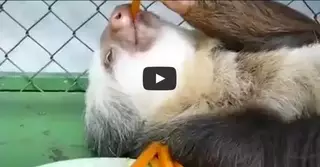 Ленивец показывает, что такое настоящий релакс