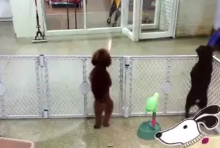 Танцующий сальсу щенок стал звездой Интернета