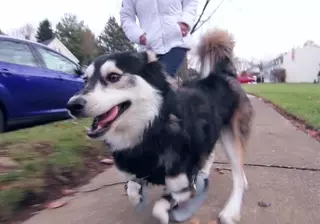 Пес впервые ощущает радость от бега благодаря протезам