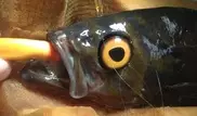 Окуню имплантировали искусственный глаз в Канаде