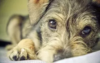 Тоскующий по хозяину пес покорил YouTube