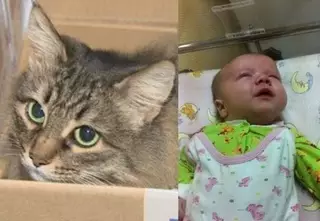 Кошка стала звездой мировых СМИ после спасения ребенка-подкидыша