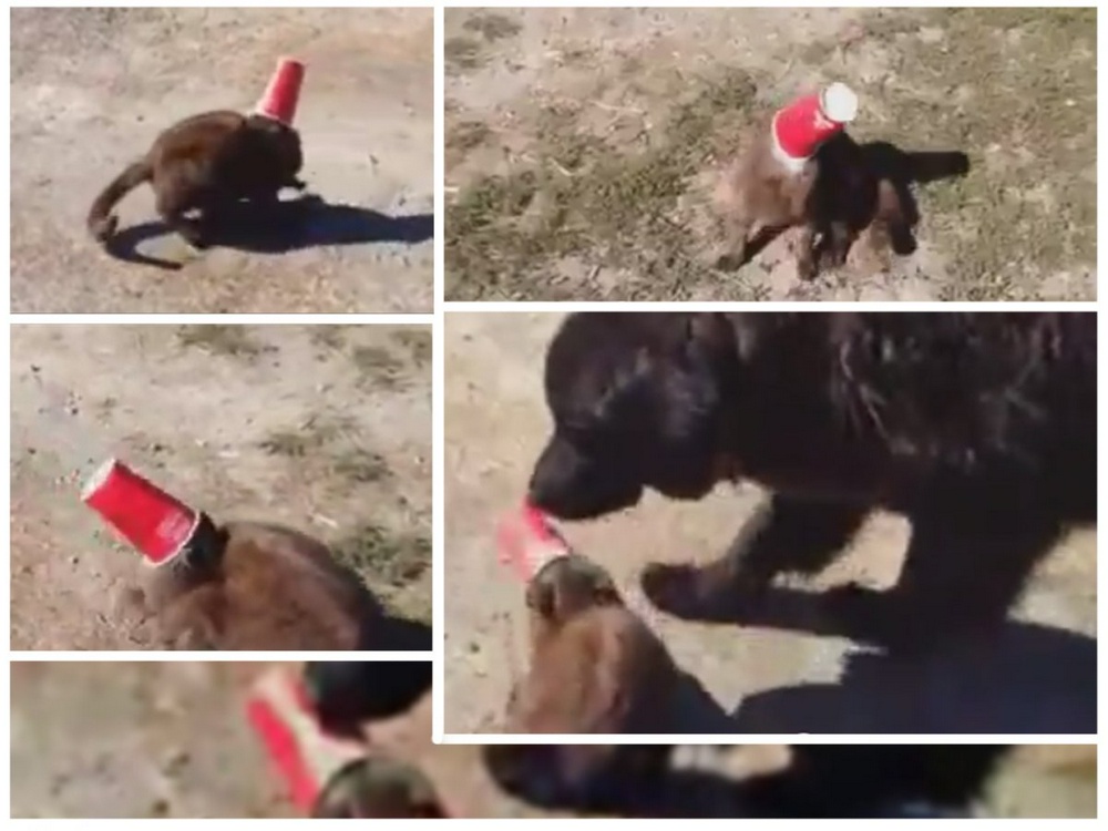 Пес спас кота из ловушки: 2015-01-26 12:00:31 - прочитайте