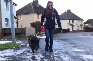 Свинья возомнила себя собакой