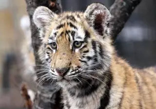 Из-за кризиса в России животных в зоопарке посадили на диету