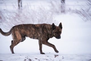 Фото Турар Казангапов ©