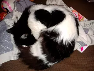 Музыка для кошек разработана в США