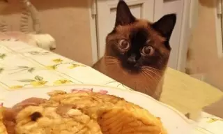 15 домашних любимцев мило выпрашивают еду