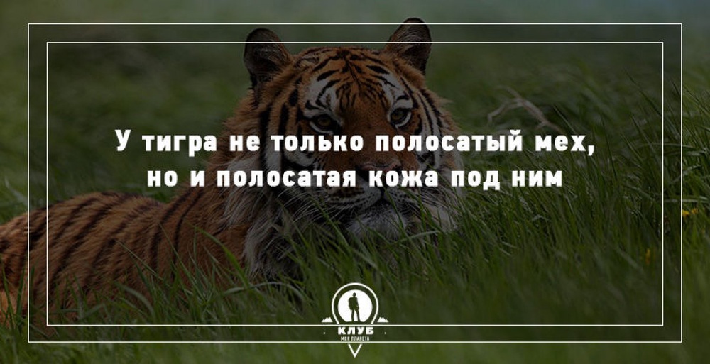 15 удивительных фактов о животных: 2015-03-11 18:43:25 - прочитайте
