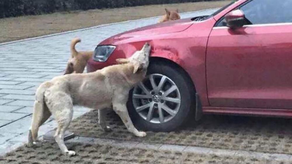 Горькая расплата автомобилиста: 2015-03-16 14:16:58 - прочитайте