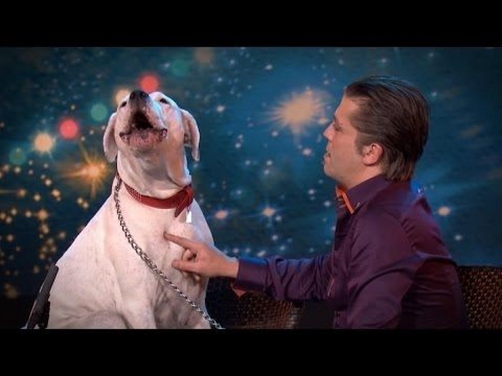Собака спела хит Уитни Хьюстон: 2015-03-24 12:26:48 - прочитайте