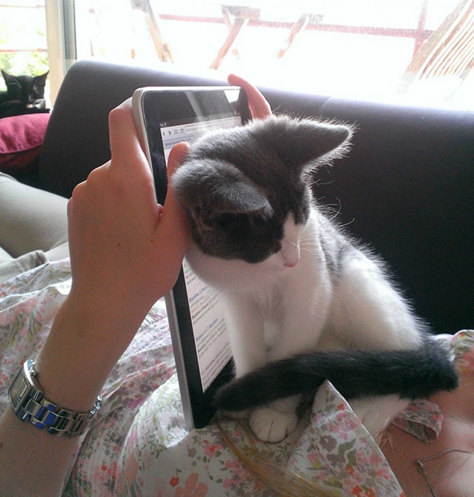 18 вставших на пути между хозяином и знаниями котов: 2015-04-01 17:06:11 - прочитайте