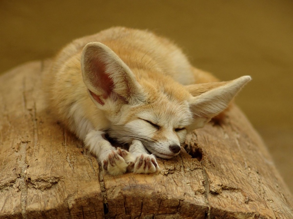 Самые красивые лисицы на планете: 2015-04-05 19:00:50 - прочитайте