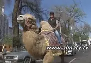 Алматинец катается по городу на верблюде