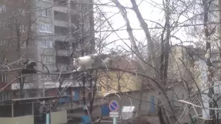 Ворона проучила кота и стала звездой YouTube