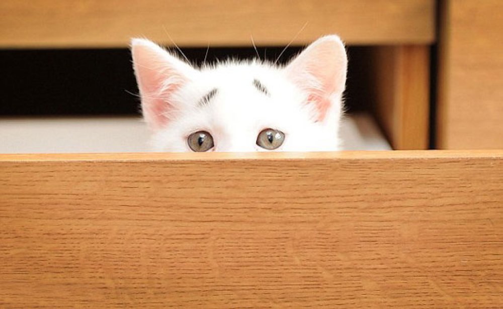 "Удивленный" котенок стал новым любимцем Интернета: 2015-05-06 13:40:47 - прочитайте